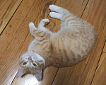 Кошки в Зеленограде: Карамельный котенок Мальчик, Бесплатно - фото 1