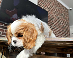 Собаки в Краснодаре: Кавалер Кинг Чарльз спаниель Мальчик, 95 000 руб. - фото 4