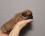 Собаки в других городах Московской области: Французский бульдог Мальчик, 30 000 руб. - фото 3