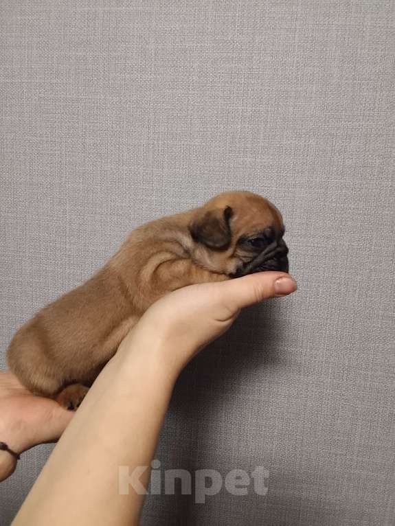 Собаки в других городах Московской области: Французский бульдог Мальчик, 30 000 руб. - фото 3