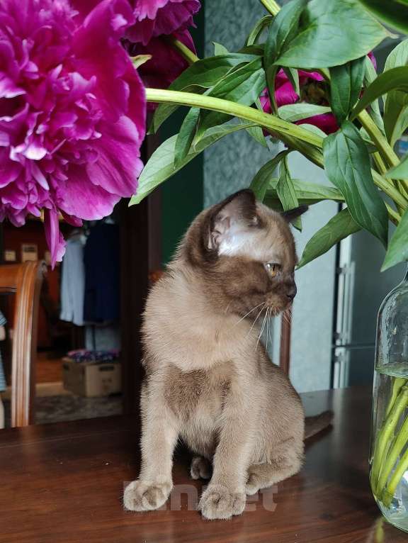 Кошки в Москве: Брутальный бурманскрй мальчик Мальчик, Бесплатно - фото 3