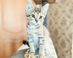 Кошки в Красноармейске: Котенок девочка Ириска Девочка, Бесплатно - фото 8