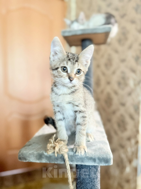 Кошки в Красноармейске: Котенок девочка Ириска Девочка, Бесплатно - фото 8