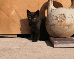 Кошки в Видном: Котёнок - девочка Девочка, 1 руб. - фото 3
