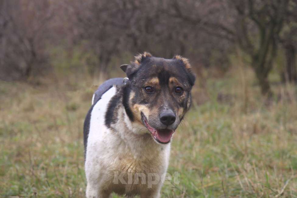 Собаки в Видном: Ра, 2 года Мальчик, Бесплатно - фото 1