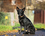 Собаки в Москве: Ника – молодая черная красавица, ищет дом! Девочка, Бесплатно - фото 2