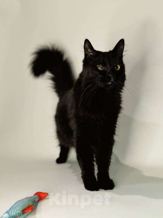 Кошки в Балашихе: Гера Девочка, Бесплатно - фото 3