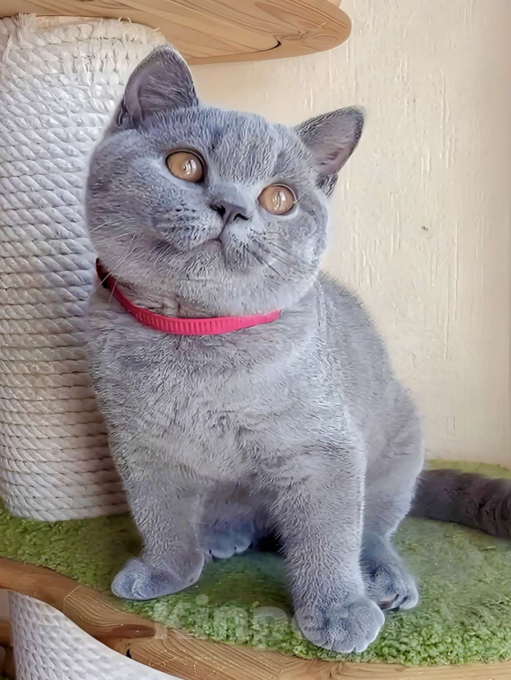 Кошки в Москве: Элитные британские к/ш котята  Девочка, Бесплатно - фото 1