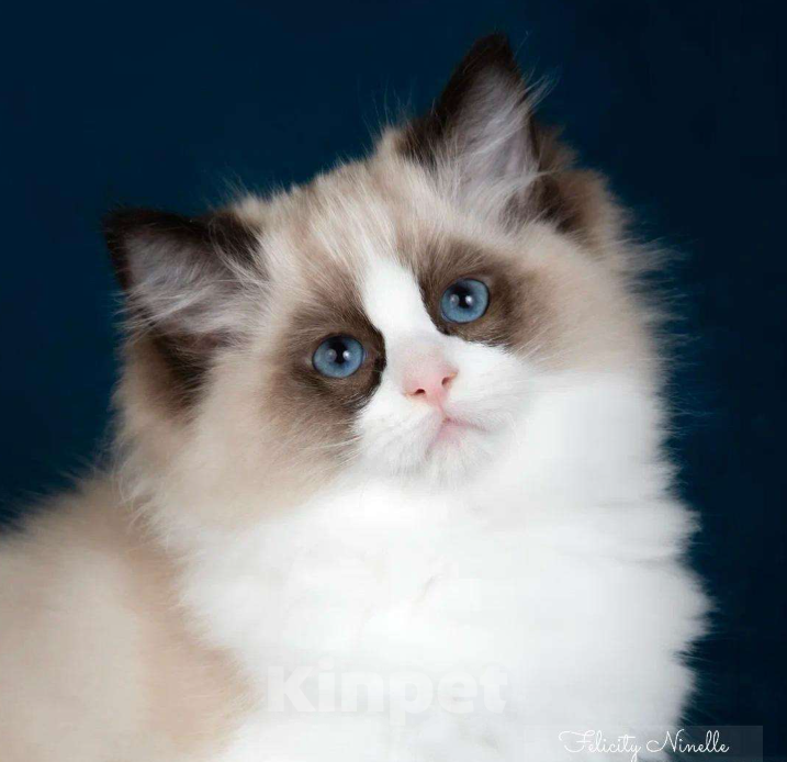 Кошки в Москве: Рэгдолл котята  Мальчик, 200 000 руб. - фото 8