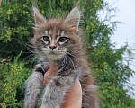 Кошки в Москве: Фифа котенок мейн-кун Девочка, 50 000 руб. - фото 3