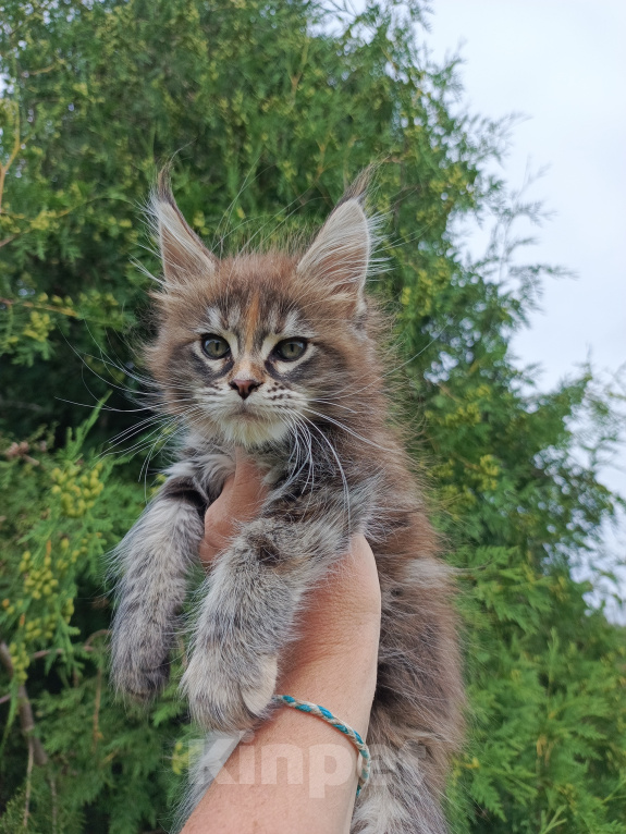 Кошки в Москве: Фифа котенок мейн-кун Девочка, 50 000 руб. - фото 3