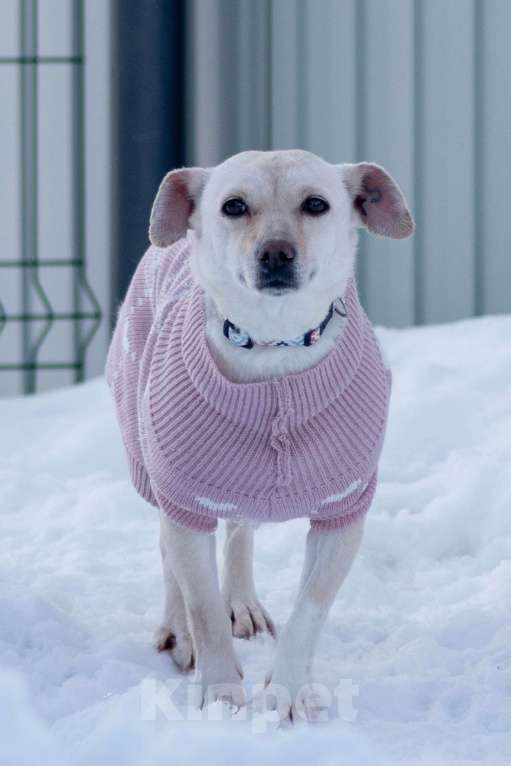 Собаки в Москве: Небольшая собачка Луна ищет дом! Девочка, Бесплатно - фото 3