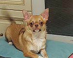Собаки в Новосибирске: Девочка Чихуахуа  Девочка, Бесплатно - фото 2