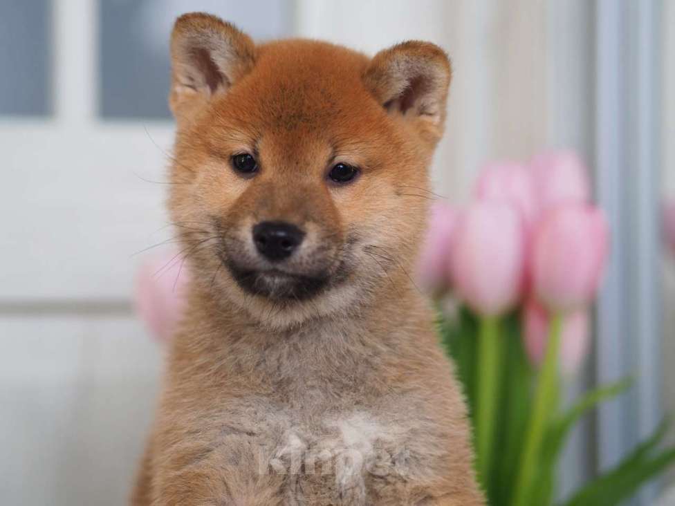 Собаки в Москве: Шиба ину щенки Мальчик, Бесплатно - фото 3