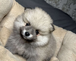 Собаки в Калининграде: Девочка померанский шпиц Мальчик, 25 000 руб. - фото 4