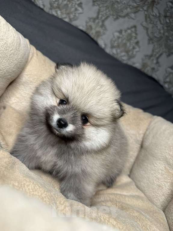 Собаки в Калининграде: Девочка померанский шпиц Мальчик, 25 000 руб. - фото 4