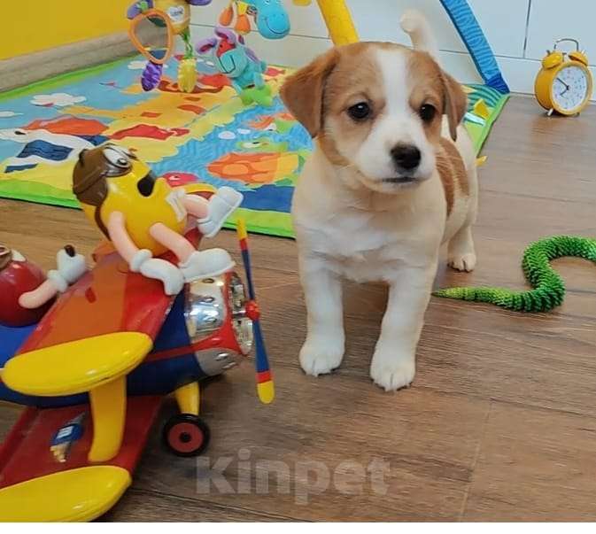 Собаки в Екатеринбурге: Джек-рассел-терьер, Иллюзия Девочка, 50 000 руб. - фото 7