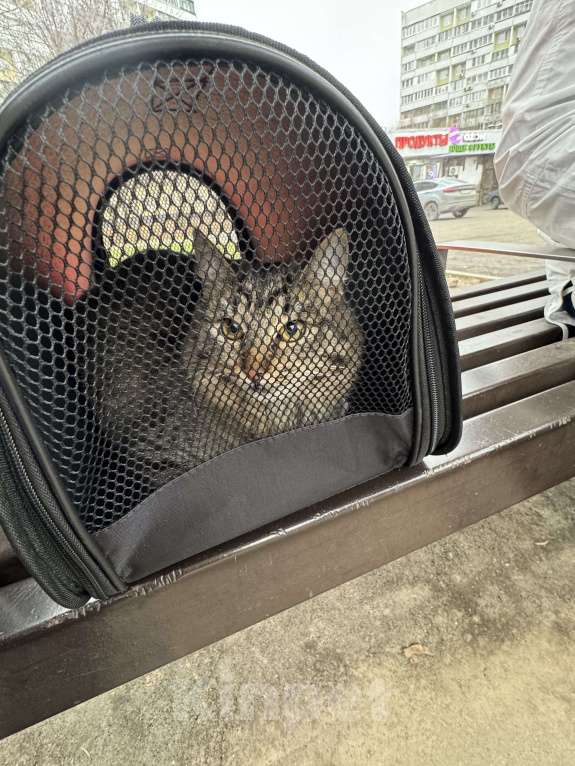 Кошки в Москве: Кошечка Крошка в добрые руки Девочка, Бесплатно - фото 4