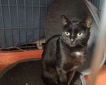 Кошки в других городах Калужской области: Чёрная ласковая Маковка Девочка, Бесплатно - фото 10