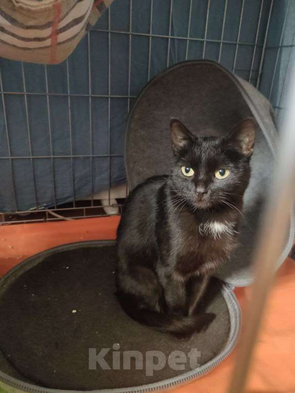 Кошки в других городах Калужской области: Чёрная ласковая Маковка Девочка, Бесплатно - фото 10