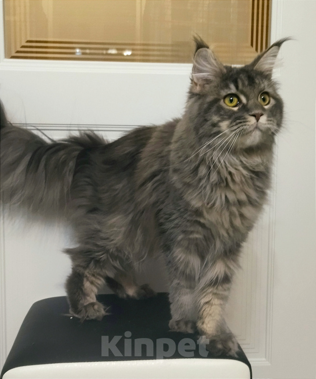 Кошки в Мытищах: Котёнок Мейн-кун Девочка, 30 000 руб. - фото 2