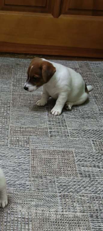 Собаки в Липецке: Щенки джек-рассел-терьер Мальчик, Бесплатно - фото 9