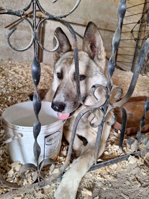 Собаки в Москве: Ласковый и добрый пёс Гарри в приюте Мальчик, 1 руб. - фото 4