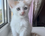 Кошки в Анапе: Продаю котика породы Турецкий Ван Девочка, 10 000 руб. - фото 1