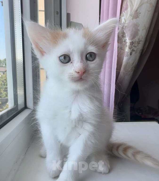 Кошки в Анапе: Продаю котика породы Турецкий Ван Девочка, 10 000 руб. - фото 1
