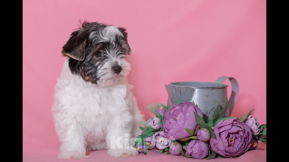 Собаки в Екатеринбурге: Бивер терьер, щенок, девочка. Девочка, 45 000 руб. - фото 6