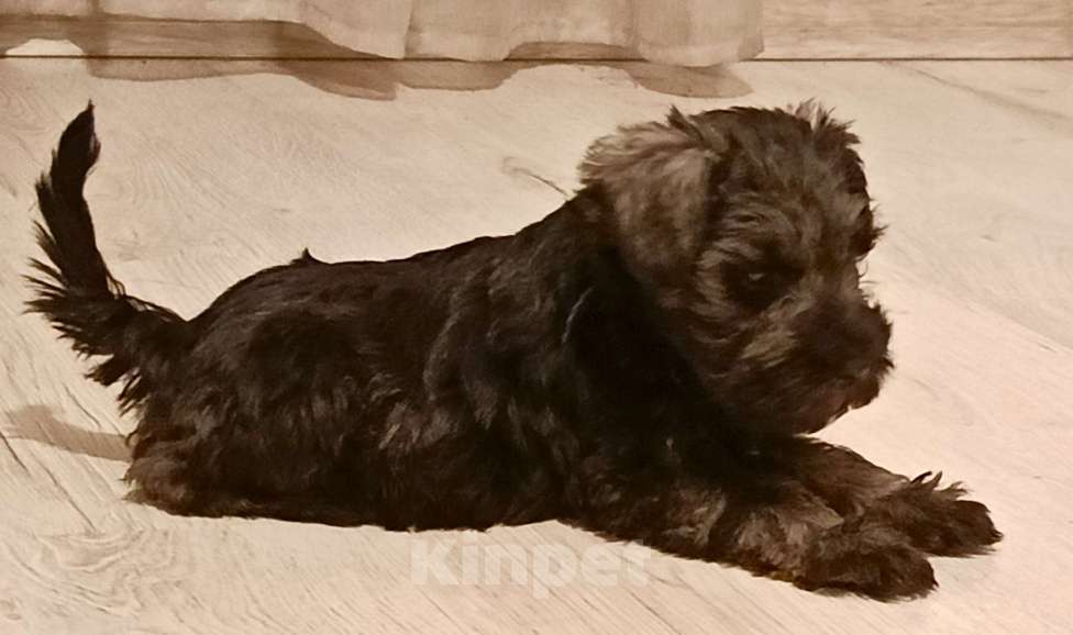 Собаки в Москве: Щенки цвергшнауцера Мальчик, 65 000 руб. - фото 3