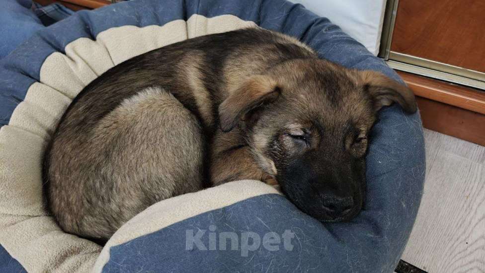 Собаки в Санкт-Петербурге: Малыши 3 месяца — найдены, ищут дом Мальчик, Бесплатно - фото 7