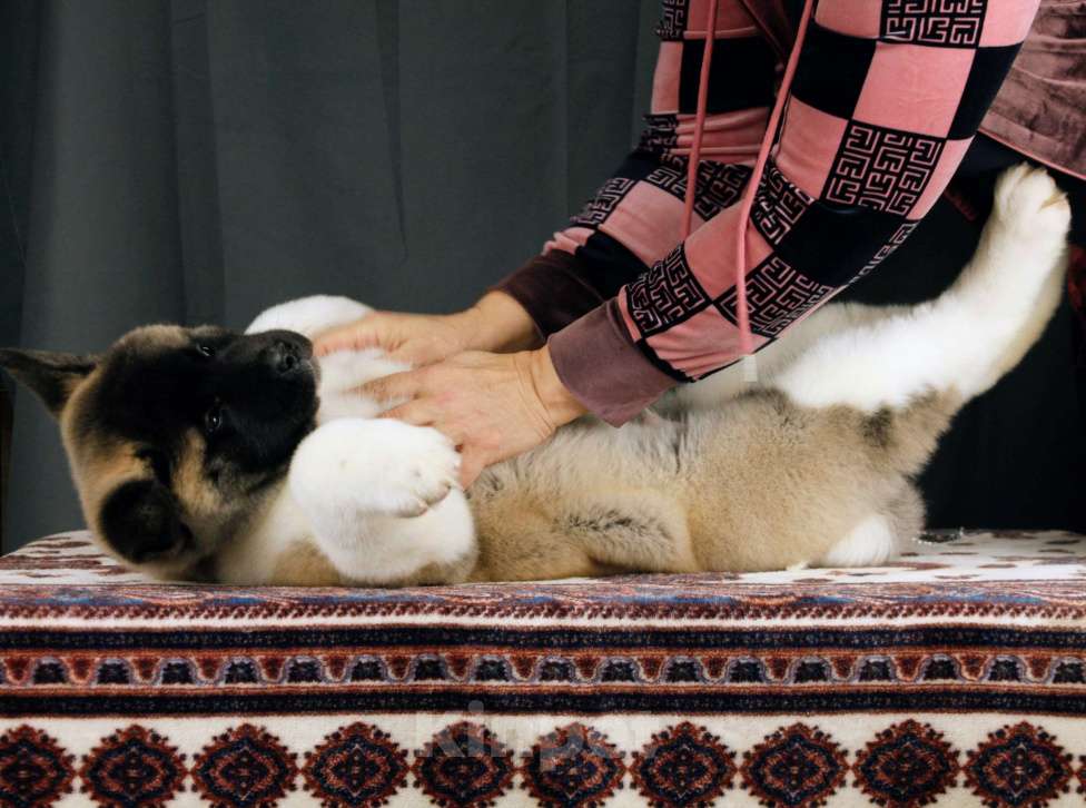 Собаки в других городах Ленинградской области: Щенки Американской акиты, для семьи и выставок. Мальчик, Бесплатно - фото 7