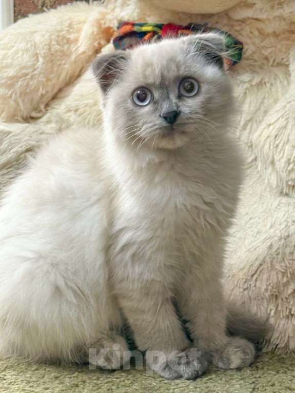 Кошки в Москве: Маленькая Умка ищет дом и любящую семью Девочка, Бесплатно - фото 2