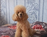 Собаки в Москве: Щенки Карликового пуделя Мальчик, 65 000 руб. - фото 3