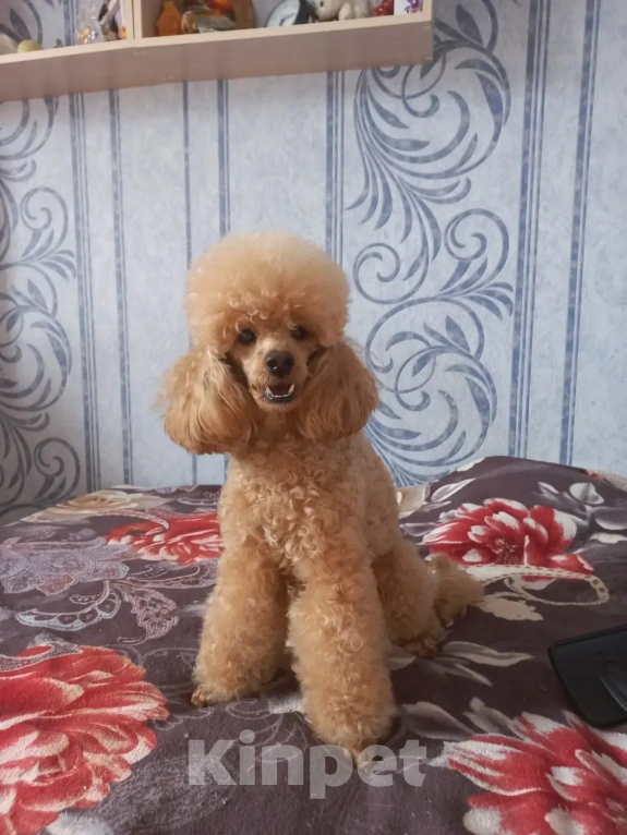 Собаки в Москве: Щенки Карликового пуделя Мальчик, 65 000 руб. - фото 3