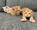Кошки в Нижнем Новгороде: Шотландские вислоухие котята Мальчик, 3 000 руб. - фото 4
