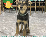 Собаки в Клине: Шопен в добрые руки Мальчик, Бесплатно - фото 1
