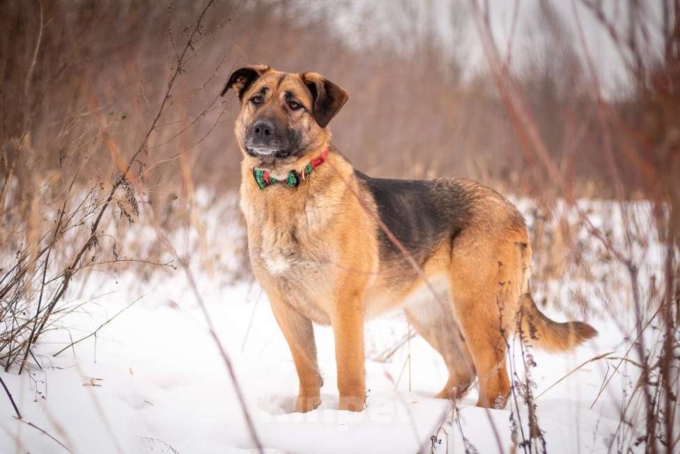 Собаки в Москве: Преданная Альба ищет дом!  Девочка, Бесплатно - фото 2