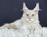 Кошки в Москве: Кот Мейн Кун Veyron Axel Мальчик, 100 000 руб. - фото 3
