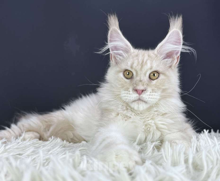 Кошки в Москве: Кот Мейн Кун Veyron Axel Мальчик, 100 000 руб. - фото 3