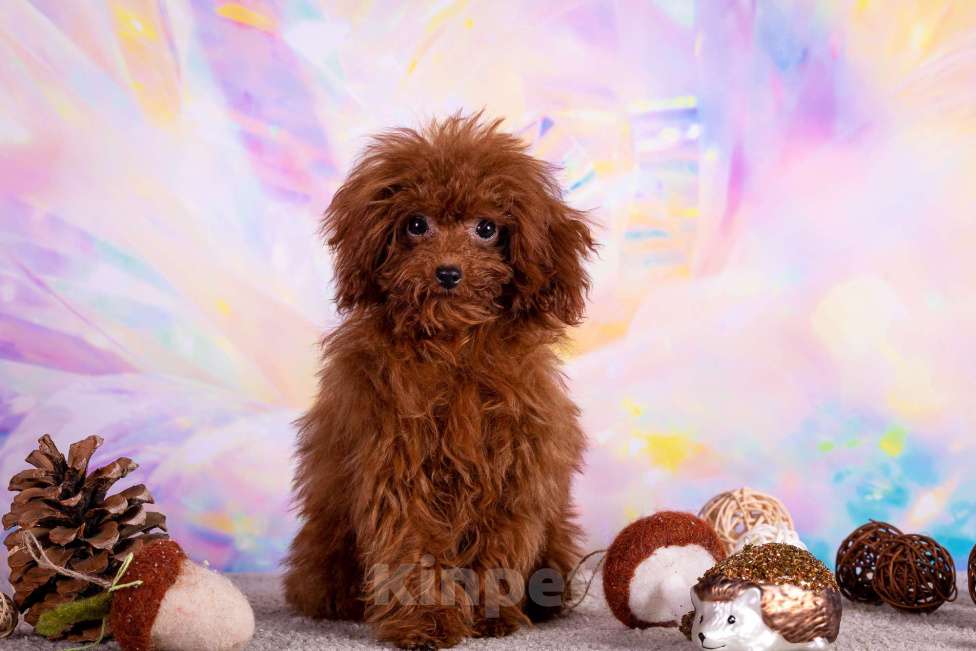 Собаки в Балашихе: Амур микро мальчик той-пудель Тедди тикап Мальчик, 250 000 руб. - фото 5