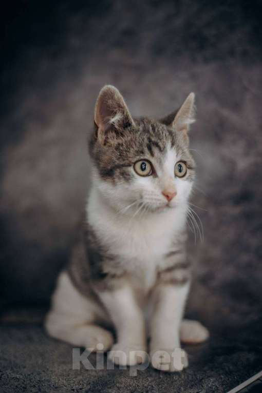 Кошки в Москве: Степан ищет дом!  Мальчик, Бесплатно - фото 6