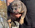 Собаки в Москве: Щенок американского булли Мальчик, 140 руб. - фото 3