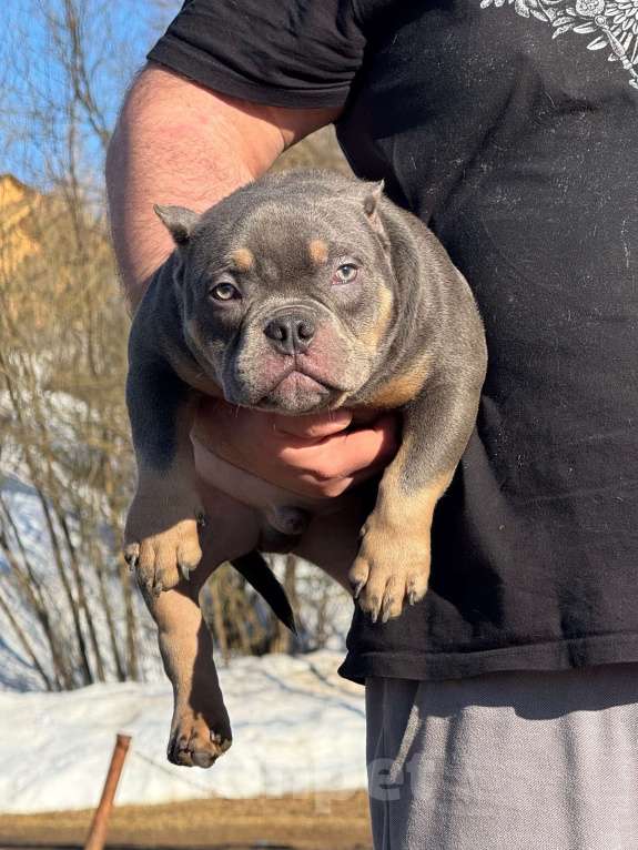 Собаки в Москве: Щенок американского булли Мальчик, 140 руб. - фото 3