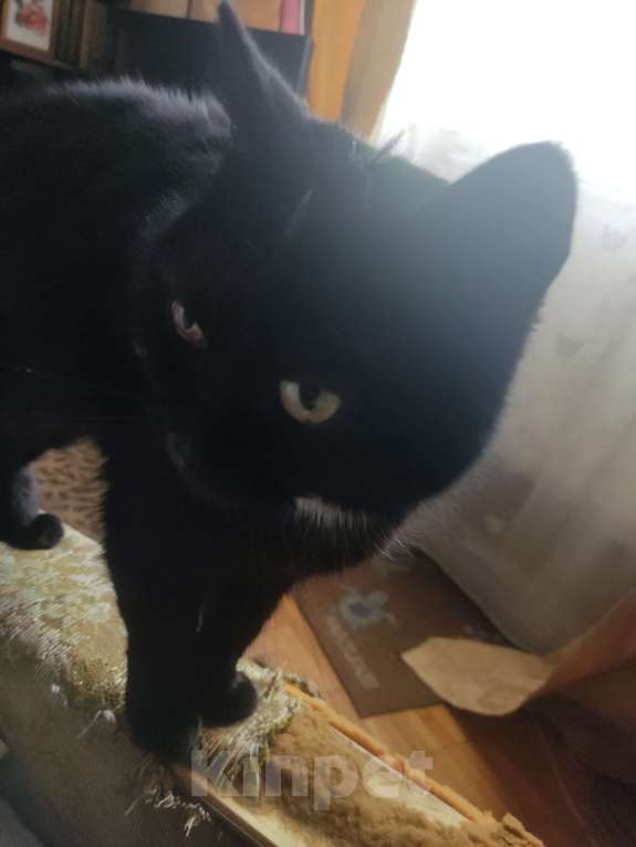 Кошки в Москве: Срочно отдам кошку в хорошие руки Девочка, Бесплатно - фото 4