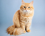 Кошки в Москве: Котик Рыжик в добрые руки Мальчик, Бесплатно - фото 1