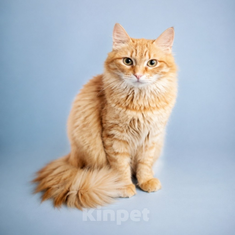 Кошки в Москве: Котик Рыжик в добрые руки Мальчик, Бесплатно - фото 1