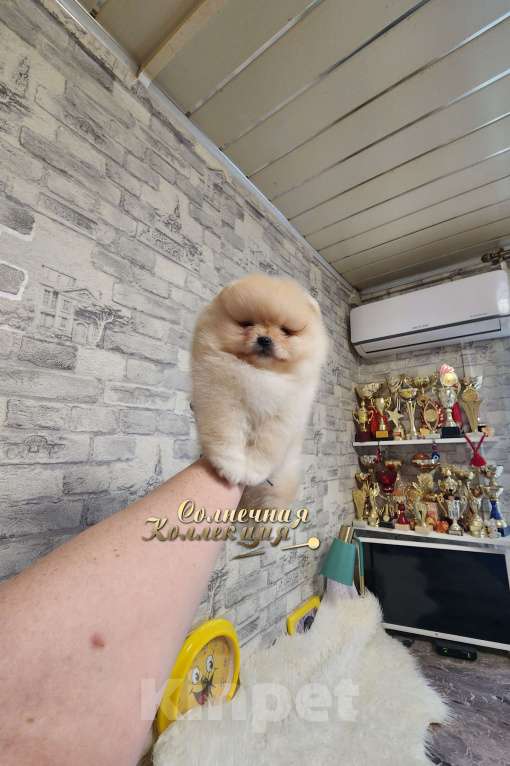 Собаки в Москве: Мальчик медвежонок питомник Ркф Мальчик, Бесплатно - фото 1