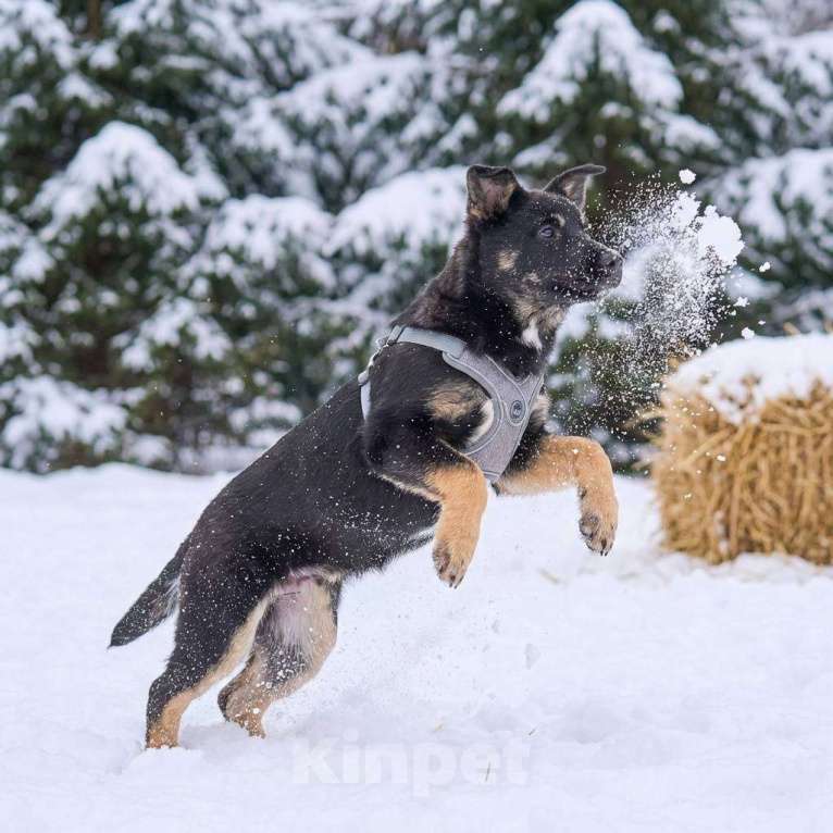 Собаки в других городах Московской области: Берта в добрые руки Девочка, Бесплатно - фото 4